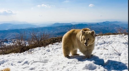 دهوك.. إطلاق سراح مجموعة دببة إلى حضن بيئتها الطبيعية في جبل كَارا للمرة الثانية